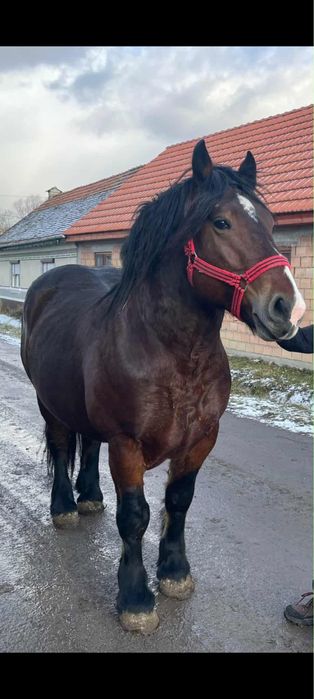 Armăsar de vanzare