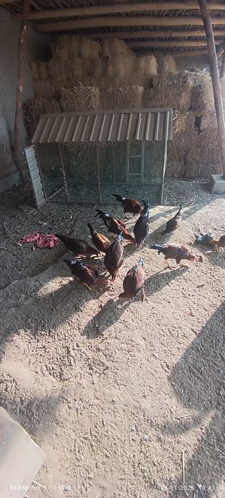 Хўроз ва товуқлар сотилади