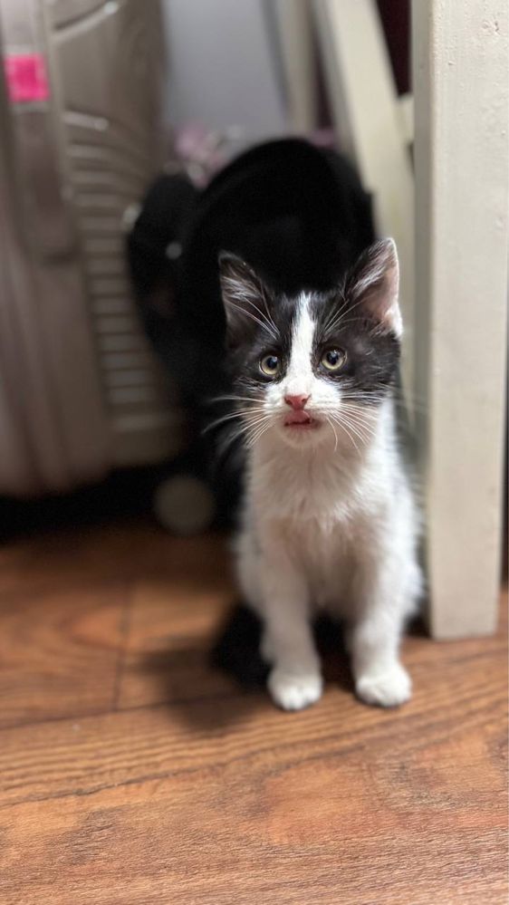 Котята в добрые руки!