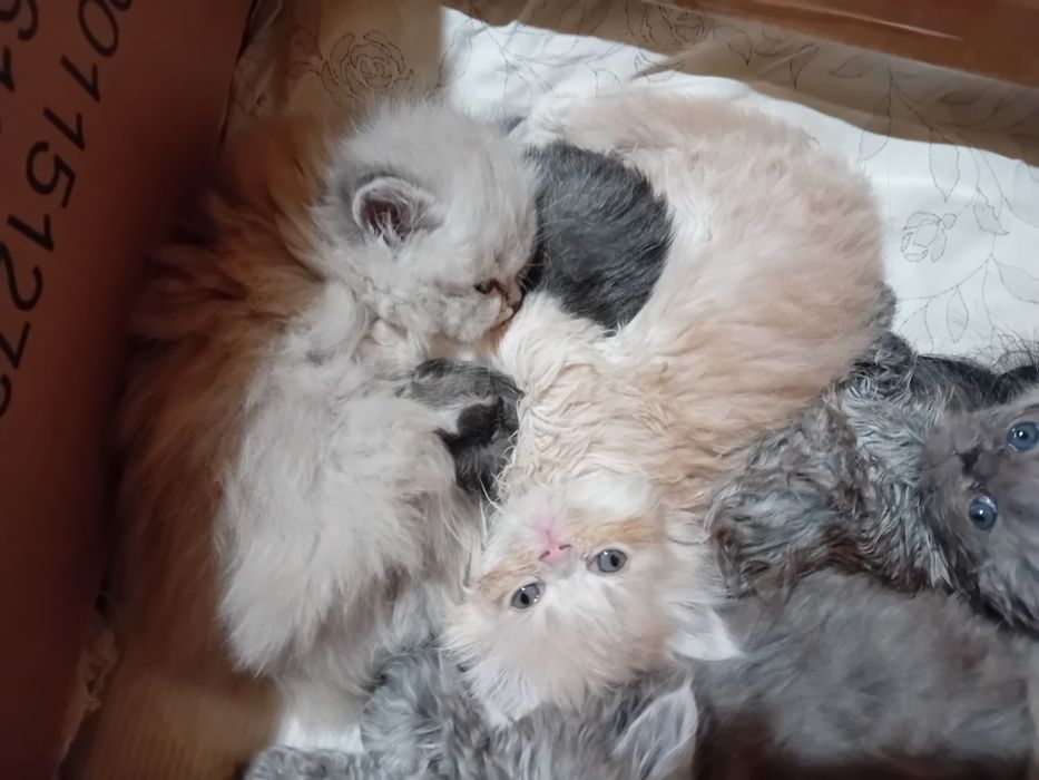 Персийски котки женски и мъжки