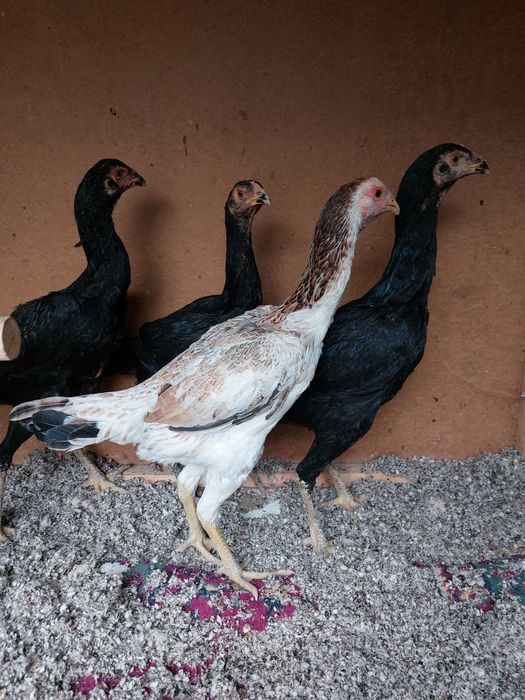 Makiyon tovuq shamo korea