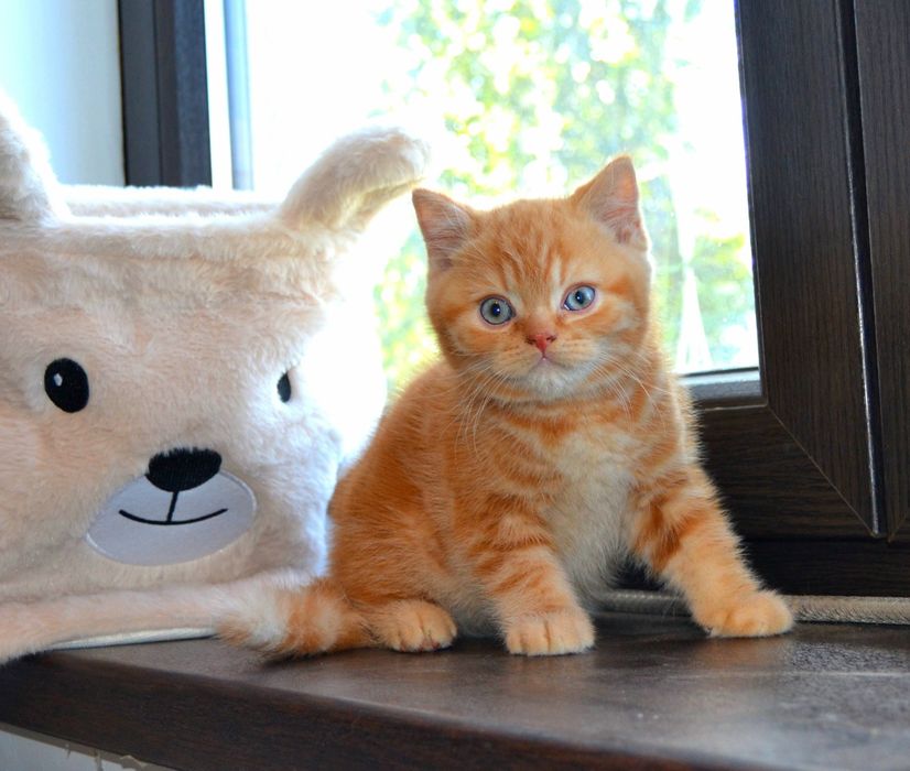 Pisic portocaliu british