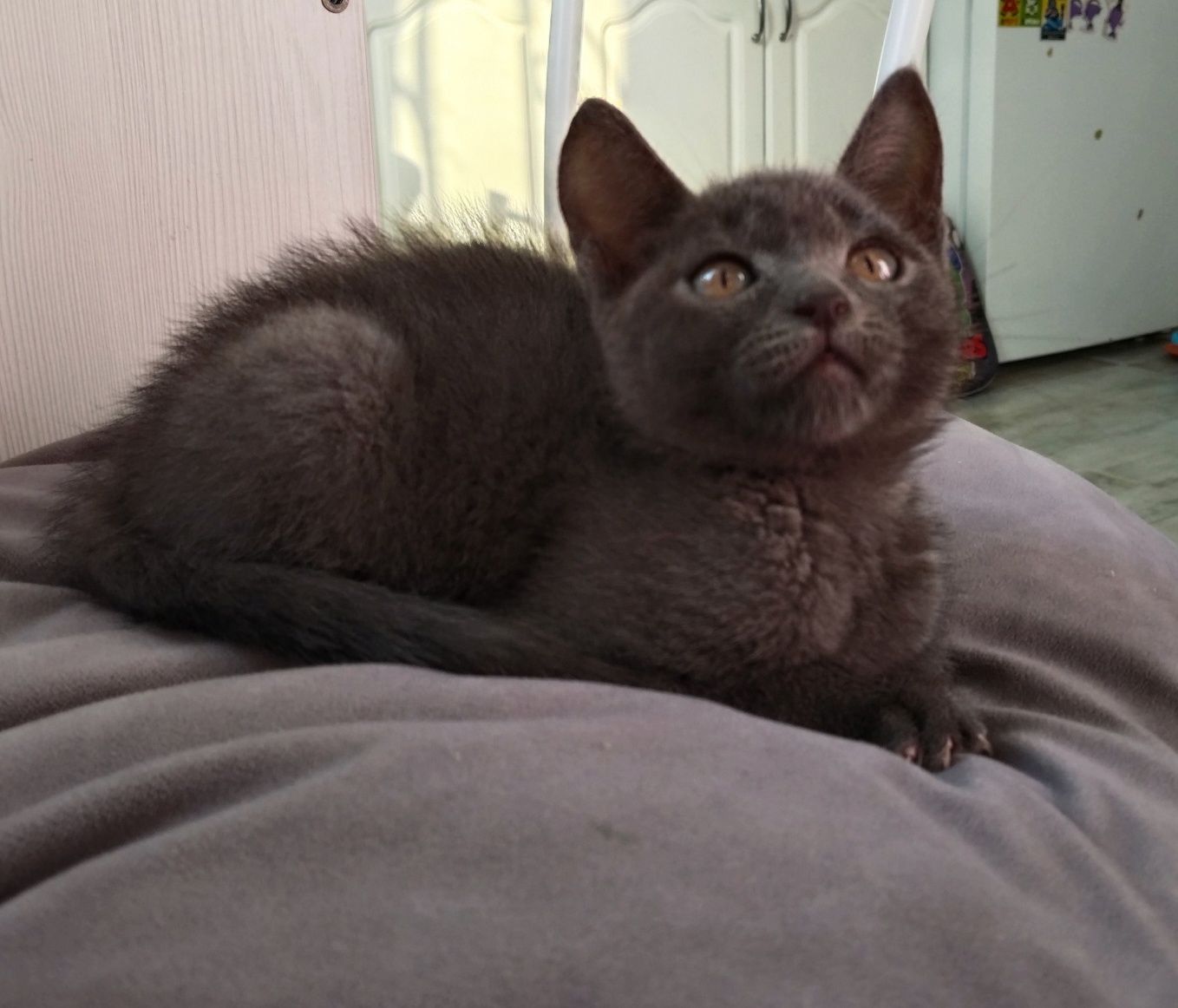 Котенок девочка ищет дом
