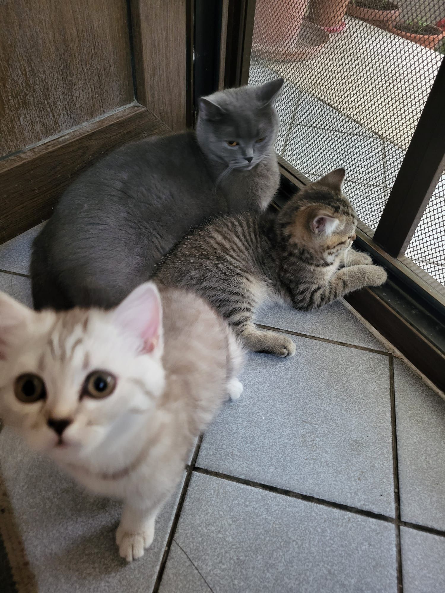 Pisoi British shorthair