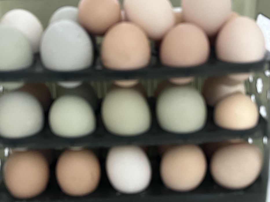 Продам яйца домашие