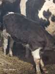 Vând  viței DC carne  vârstă 3 luni