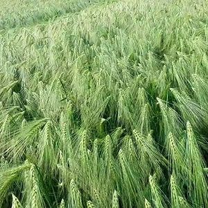 Продаем  семеной  ячмень сорт  Байшешек на посев в 2025 году