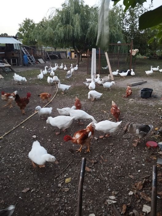 De vînzare giste de anul acesta.