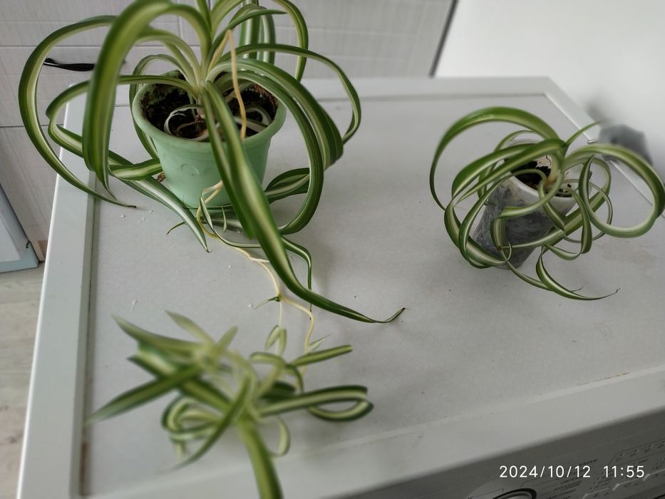 Продам хлорофитум