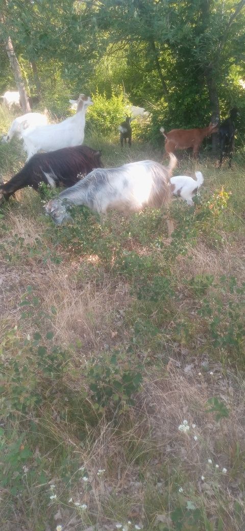 Capra de tinut sau