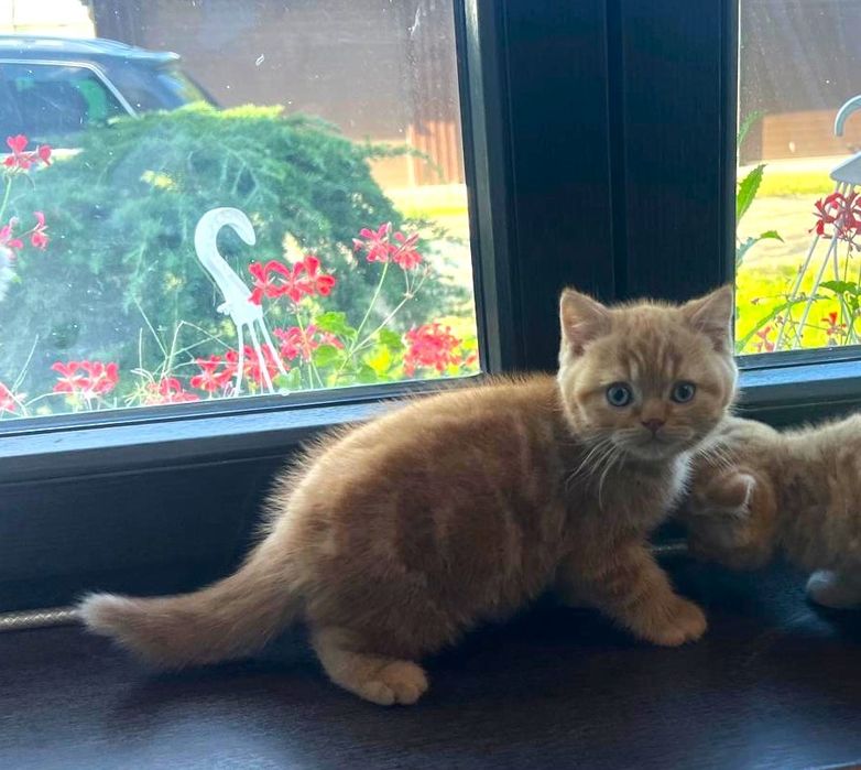 Pisoi british shorthair de felisa