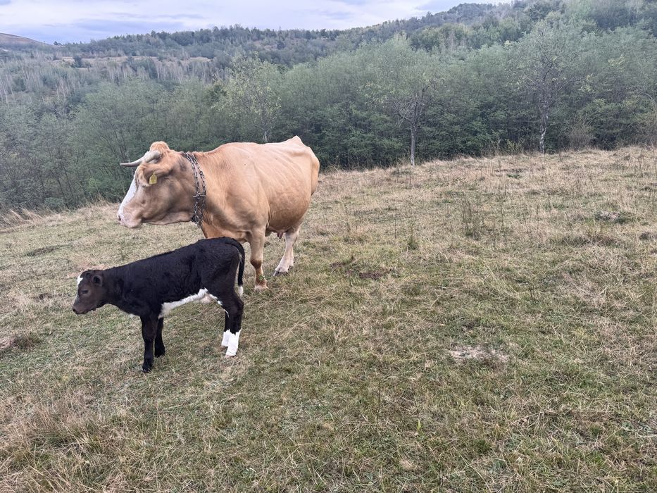Vaca de vanzare cu vitea