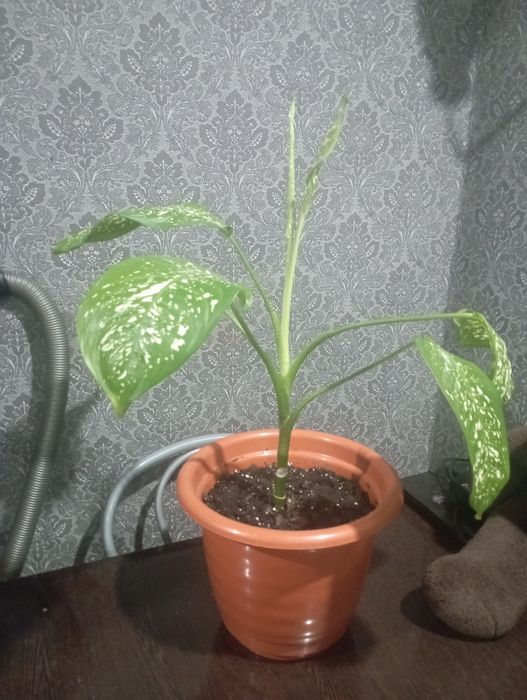 Продам дифинбахию