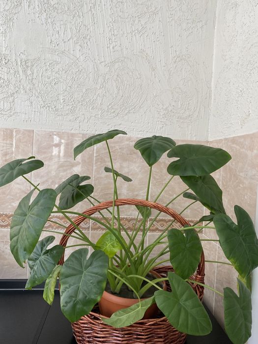 Продам цветы домашние недорого