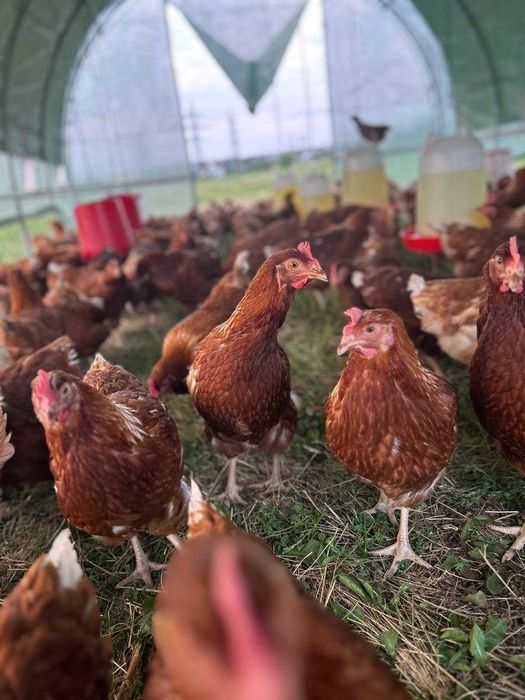 Vindem oua de gaina.