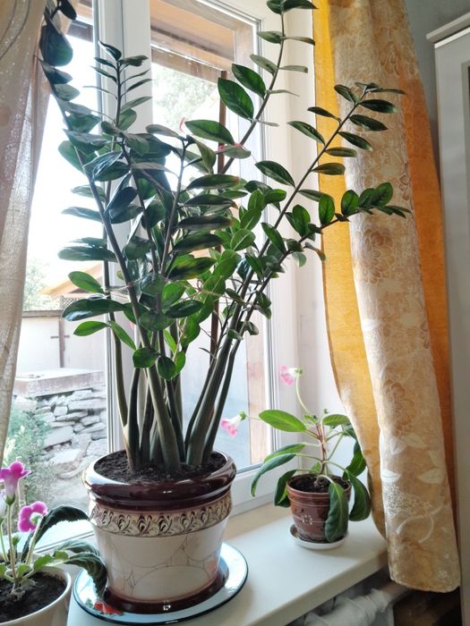 Продаётся замиокулькас (долларовое дерево) и эохарис (амазонка лилия)