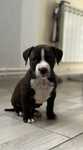 Amstaff mascul cu piept alb