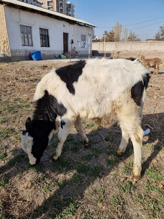 Букача сотилади сифати зор