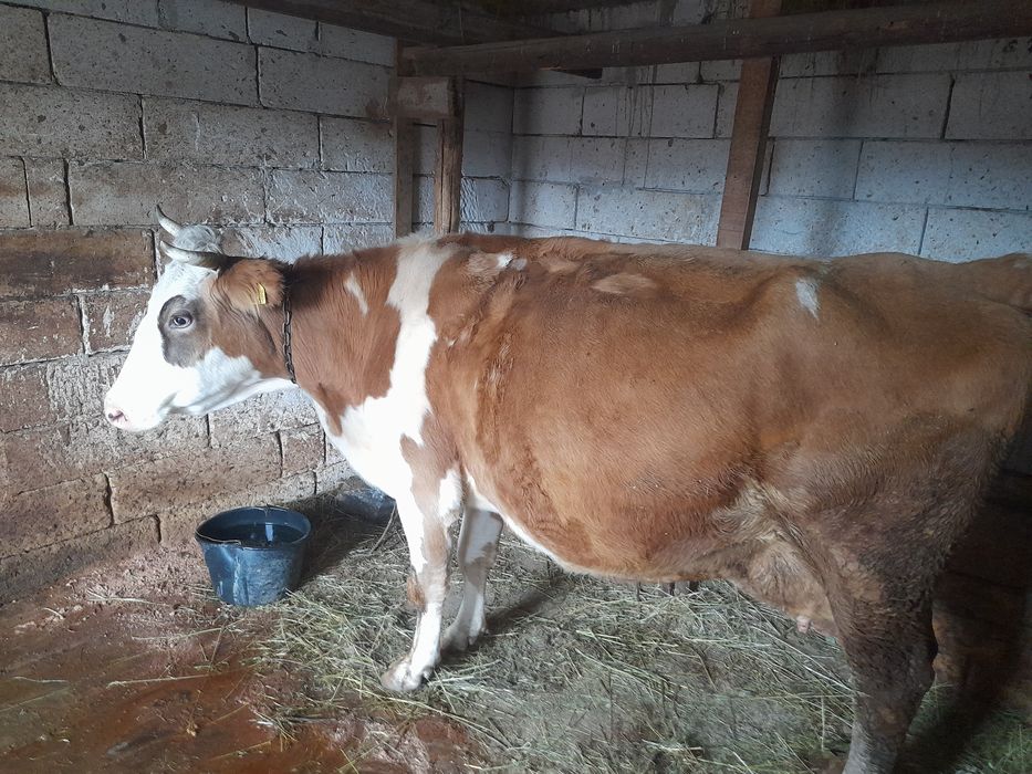 Vaca și juninca de vancare