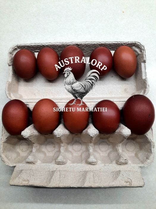 Ouă pt incubat Marans Negru Arămiu