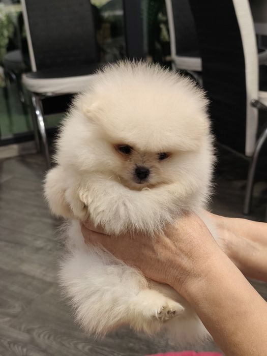 Мъжки померанчета