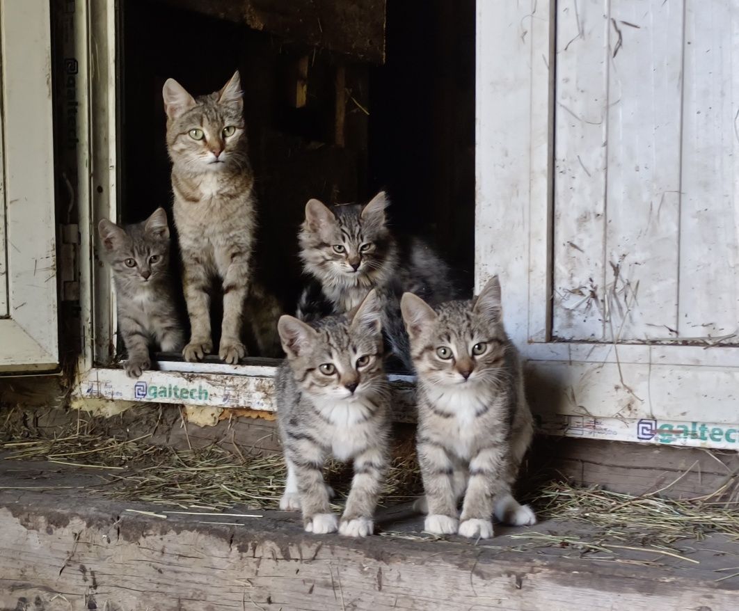 Котята бесплатно