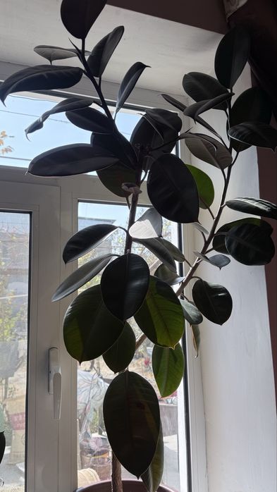 Фикус. 6 лет. Длина 120 см