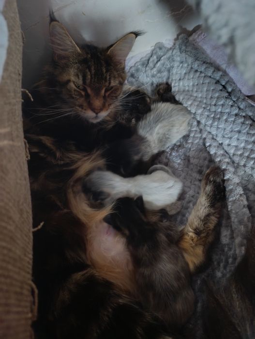 Бронь на Мейн-кун