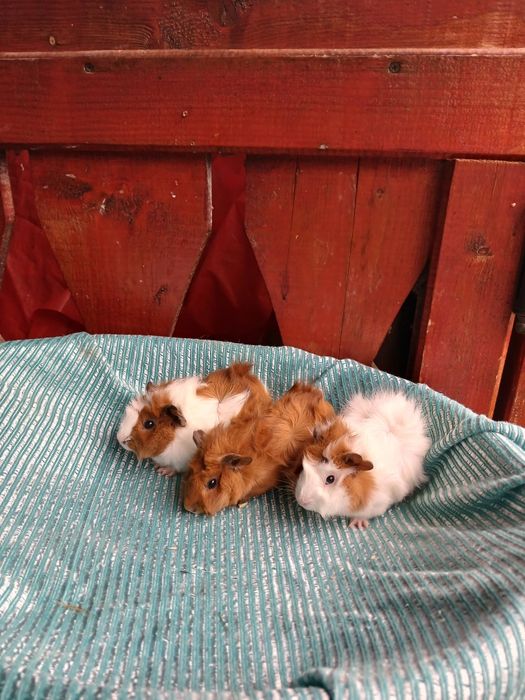 Pui de porcușori de Guineea Frezați