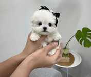 Bichon Maltez Mini Toy