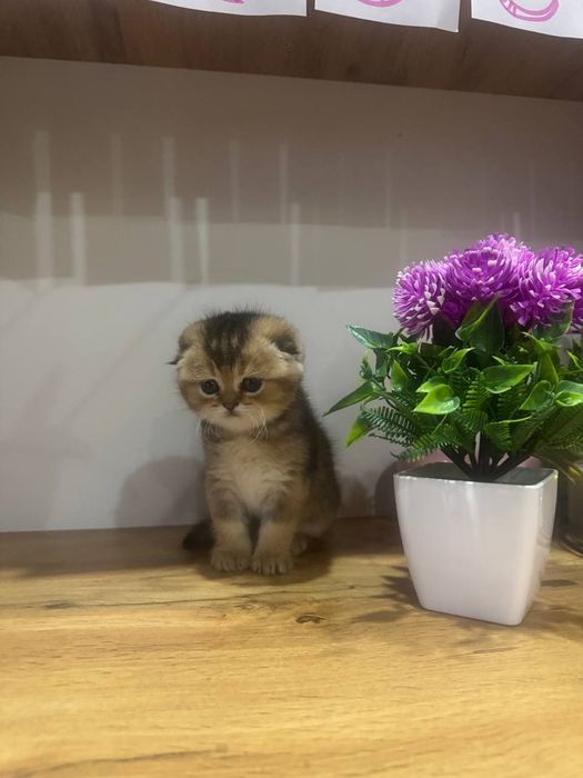 Скотиш фолд золотая шиншилла мальчик