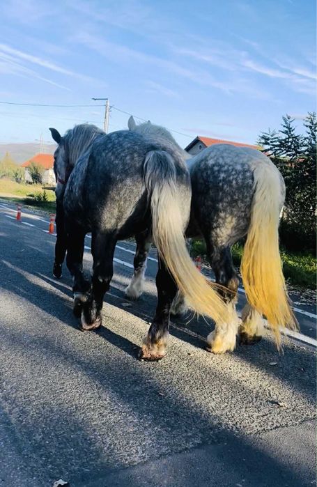 Mânză Percheron de 5 luni