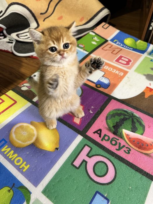 Продаются красавчики британцы.