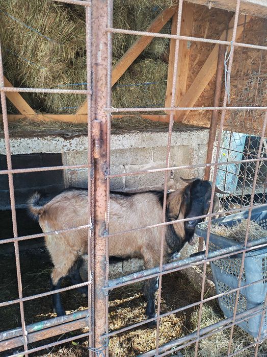 Țap de vanzare s-au schimb