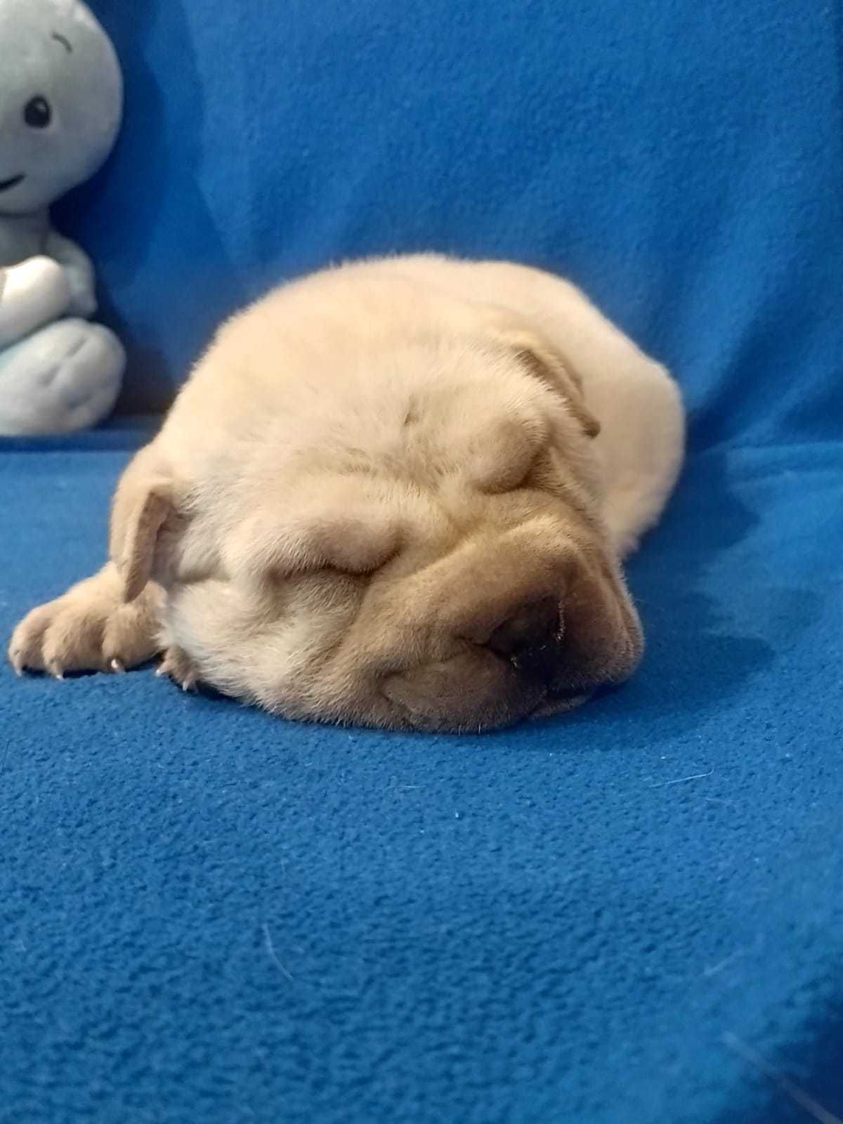 Puiut de  shar pei