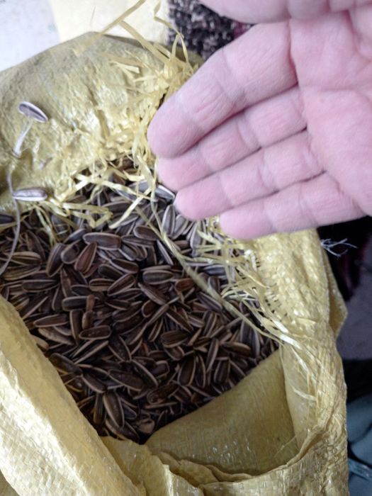 Qora Semichka sotilad