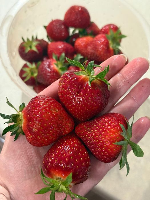 Разсад ягоди и малини