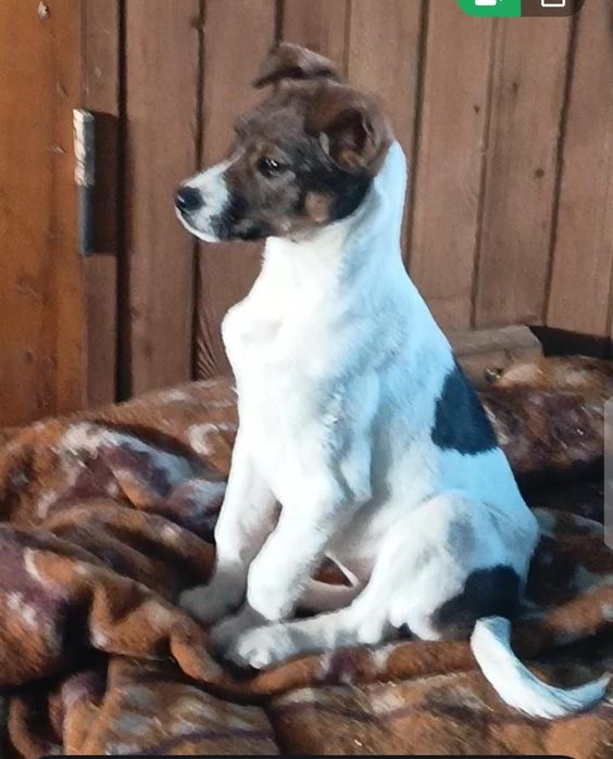 Щеночки нуждаются в доме и заботе