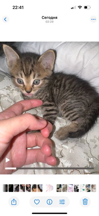 Котенок скотиш страйт