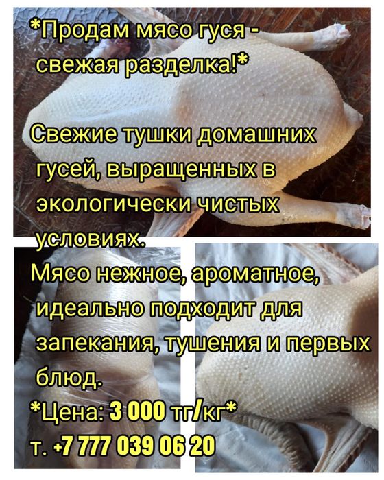 Продам жирных гусей