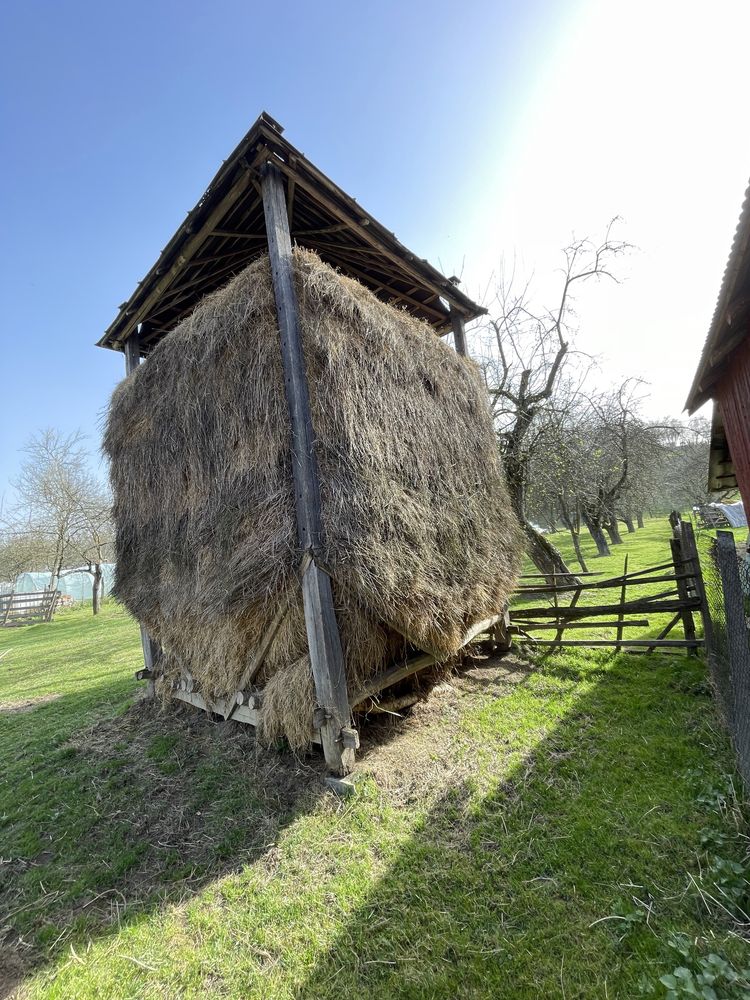 Șopru cu fan.