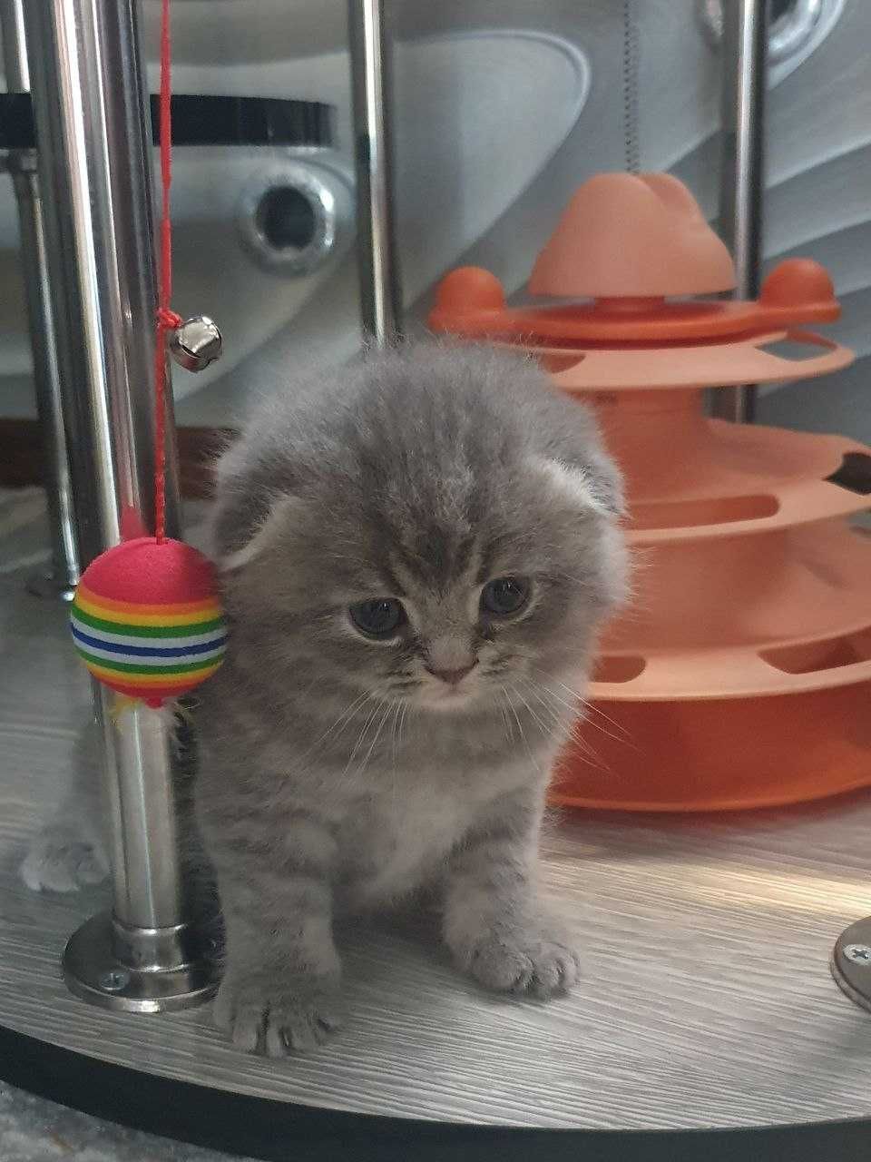 Тоза зотли шотландский фолд и страйт, котята