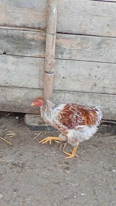 Vând sau schimb cocoși de wyandotte