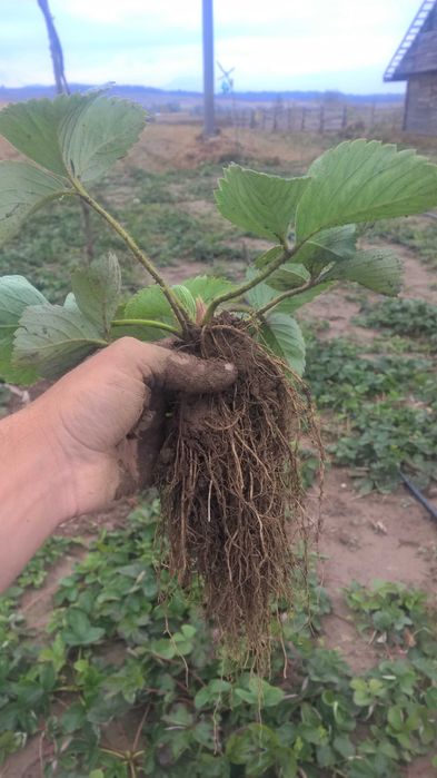 Stoloni de căpșuni  -soi remontant 1,5lei/buc– soi unifer – 1 lei/buc