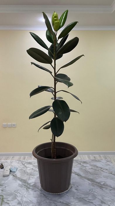 Комнатные цветы  Фикус