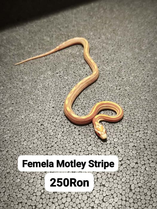 Sarpe Corn Snake 
Docili , perfecti pentru incepatori , mananca