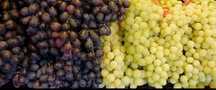 Producător butasi vita de vie hibrid
