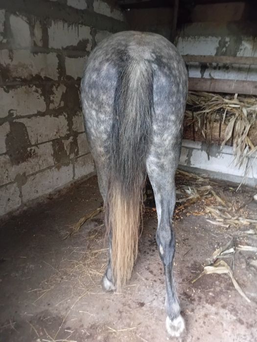 Vând cal vârstă 5 ani cuminte