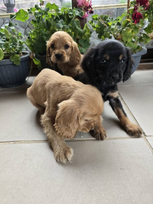 Чистокръвни кокер шпаньол