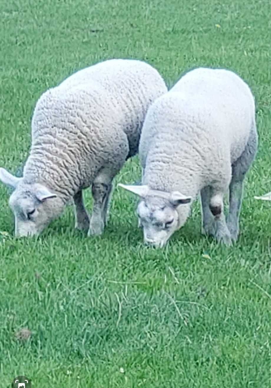 Vand Oi Texel tinere